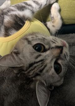 碧莉のこめちゃれ！