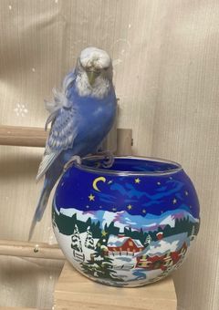 ご報告