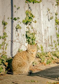 地域猫