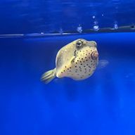 しんかさんのアイコン画像