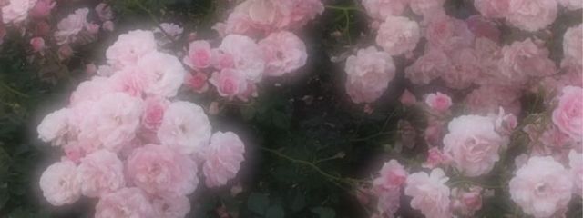 카렌さんの壁紙画像
