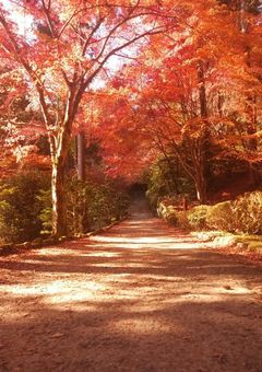 ↺　ころしちゃった　？