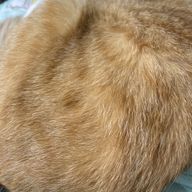 柄ねこさんのアイコン画像