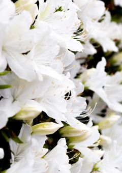 今夜、世界からこの恋が消えても