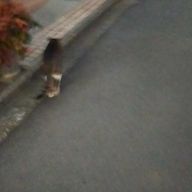 みなせ🐱🎹✨@超絶低浮上さんのアイコン画像