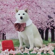 佳純🐶🐾さんのアイコン画像