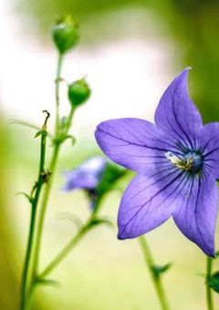 キキョウの花が似合うキミが、