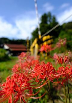 彼岸花とお疲れ様