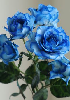 最強の 青い薔薇が 2輪。