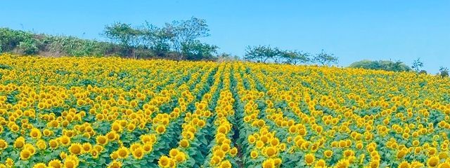 りんご_rinさんの壁紙画像