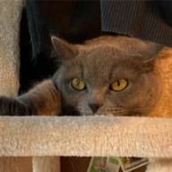 河村りおうさんのアイコン画像