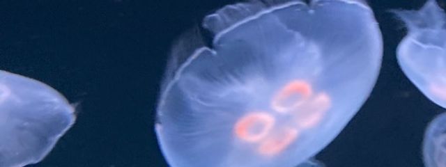 三木谷こねり@転生済みさんの壁紙画像