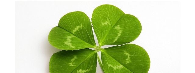 まほしさんの壁紙画像