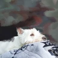 犬裙さんのアイコン画像