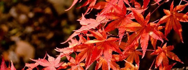 紅葉　秋風🍁さんの壁紙画像