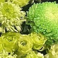 seriさんのアイコン画像