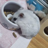 マカロン‪🫶🏻️︎💕さんのアイコン画像