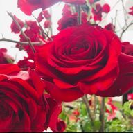 健人のとりこ。🤴💙🌟さんのアイコン画像