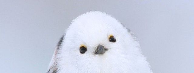 結🦈　更新しないかもさんの壁紙画像