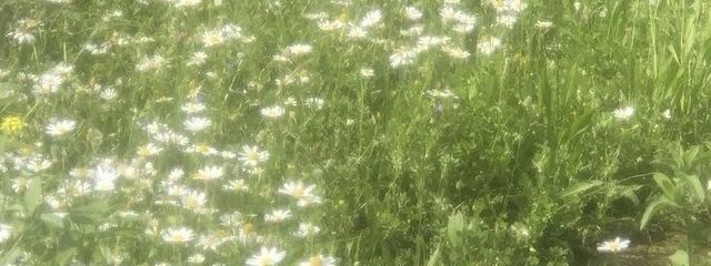 儚さんの壁紙画像