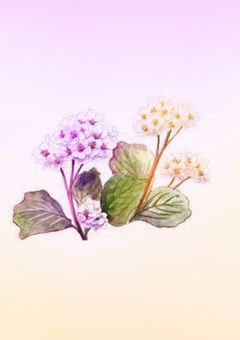 ベゴニアが咲いた春