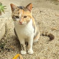 紫龍さんのアイコン画像