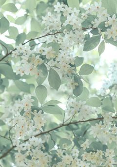 花泡沫