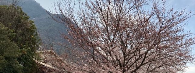 きなこもちさんの壁紙画像