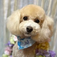 きなこもちさんのアイコン画像