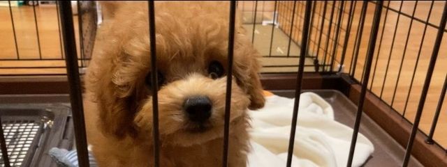 ゆめちゃん！　#このアカウント余命1年さんの壁紙画像