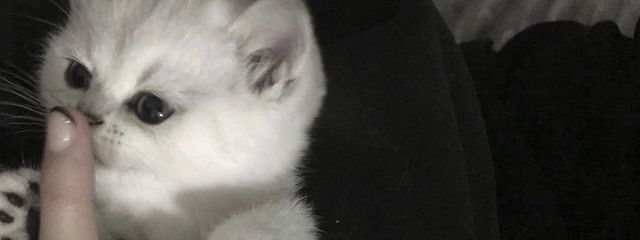 ちくわさんの壁紙画像