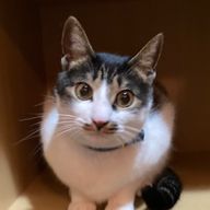 🦐しぶえび🐾@わんこの助手さんのアイコン画像