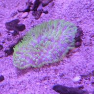 なにぬねのさんのアイコン画像