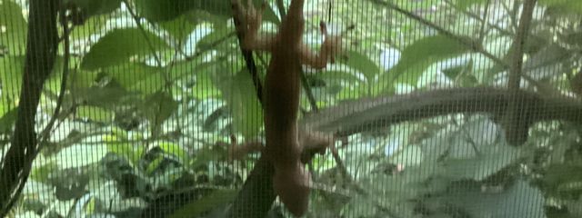 炎蛇さんの壁紙画像