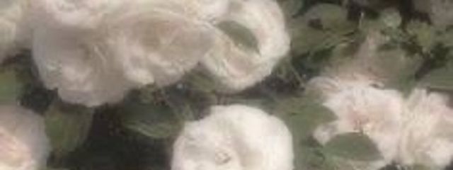 ali_nさんの壁紙画像