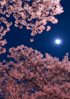 夜に沈む