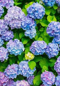 HYDRANGEA