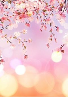 桜ﾗｼﾞｵ