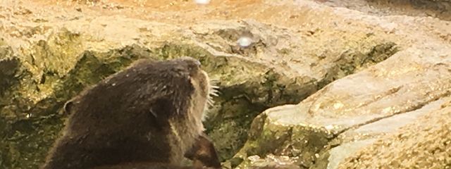 釉さんの壁紙画像