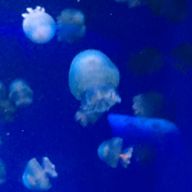 釉さんのアイコン画像