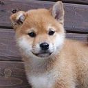 柴犬