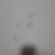 ちちやすさんのアイコン画像