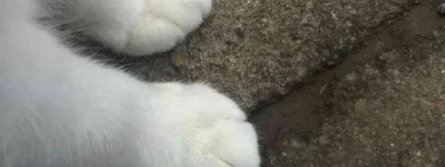 showmemercyさんの壁紙画像