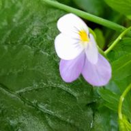 teshichanさんのアイコン画像