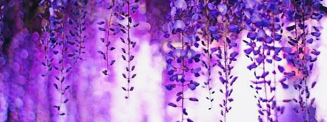 椛🍁✨さんの壁紙画像