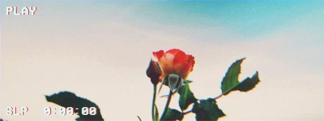 右手 蕾さんの壁紙画像