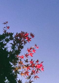 ENHYPENの愛されマンネ