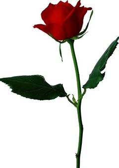 【アーニャさんは2つのお顔があるんですって.】