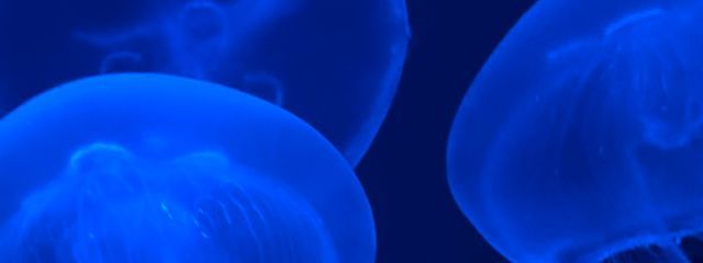 海月🪼࿐⋆*🫧✨さんの壁紙画像