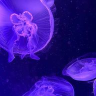 海月🪼࿐⋆*🫧✨さんのアイコン画像